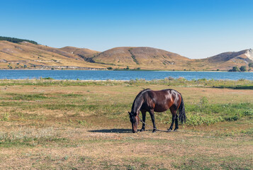 Horse eating freshgrass on the lawn sunlight in the evening. Brown horse feeding standing at the farm near the river. Animals nature wildlife concept.