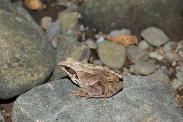 The pool frog (Pelophylax lessonae) is a European frog. The amphibian in the dry lake. Environmental disaster.