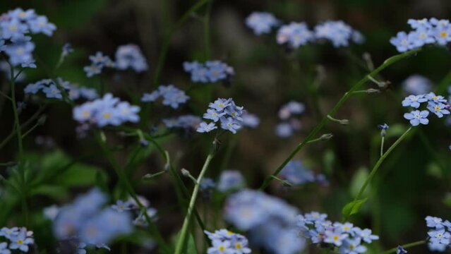 Forget me not flowers, blue wild flowers and green grass. Close up floral background. Slow motion video 