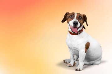 Smart cute dog posing on the gradient background.