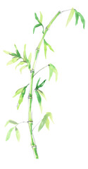 Watercolor bamboo stem illustration, chinese green plant, panda clipart  forest, tropical twigs, branch, floral plant herbs isolated, botanical greenery foliage clipart,baby shower invitation card diy