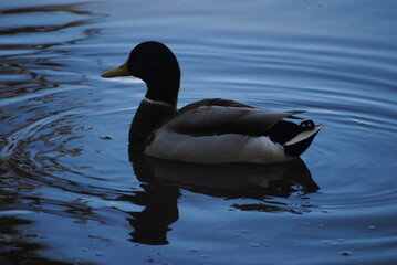 Mallard duck at Agua Caliente Park