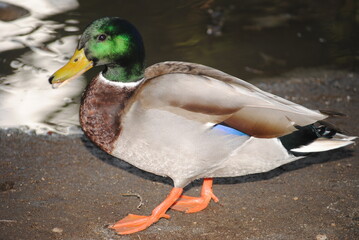 Naklejka na ściany i meble Mallard duck at Agua Caliente Park