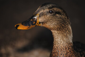 Mexican duck (Anas diazi) at Agua Caliente Park in Tucson, Arizona