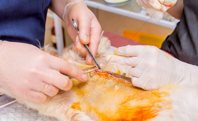 Veterinary clinic, a surgeon doctor performs an operation to remove pyometra from a Pekingese dog....