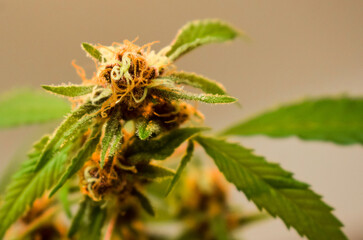 Planta de marihuana White Widow en etapa madura de floración