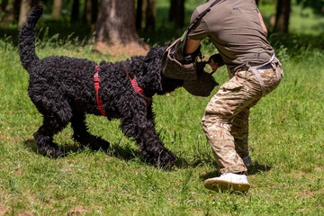 Russian black terrier attacks cynologist, in training of aggression.