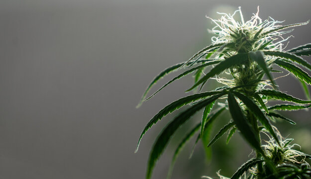 Planta de marihuana regular en la etapa temprana de floración 