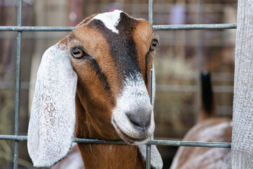 Portrait of a cute goat close-up at the county fair.