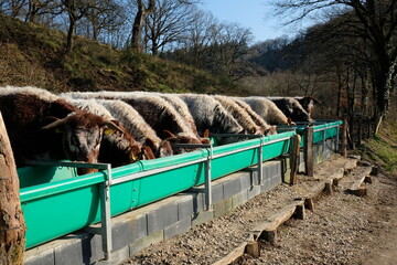 FU 2022-03-05 Zerkall 208 Kühe fressen ihr Futter aus dem Trog