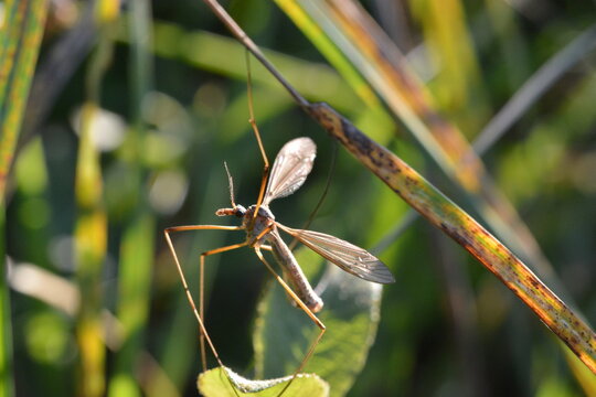 Tipule (Dipt&egrave;res) accroch&eacute; &agrave; une tige d'herbe