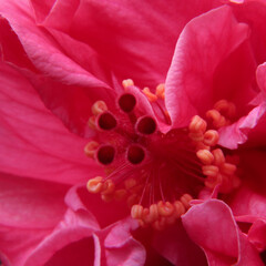 close up of a flower