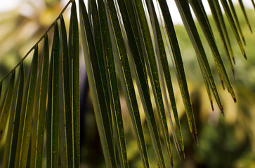 Close-up of a palm branch in the garden