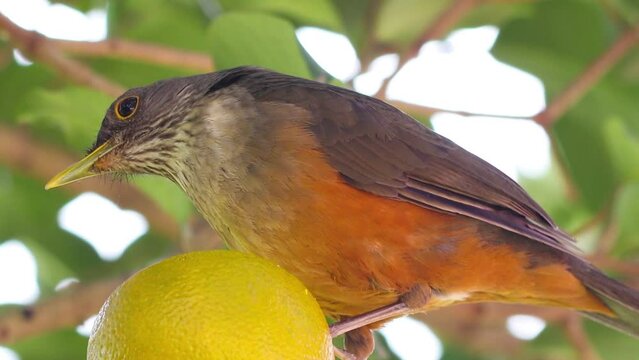 Bird Rufous-bellied Thrush (Turdus rufiventris), eating orange.