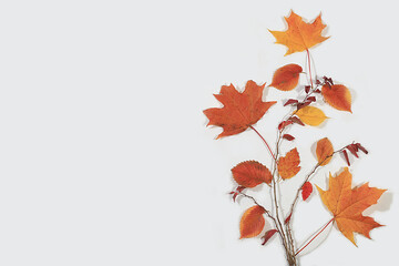 Autumn abstract composition with maple and aspen leaves, concept of hello autumn, thanksgiving and seasonal background, banner or splash, greeting card or invitation 