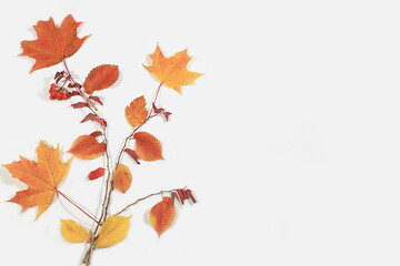 Autumn abstract composition with maple leaves, the concept of hello autumn, thanksgiving and seasonal background, banner or screensaver, congratulatory postcard or invitation