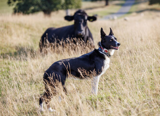 Border collie dog in field with black cow behind
