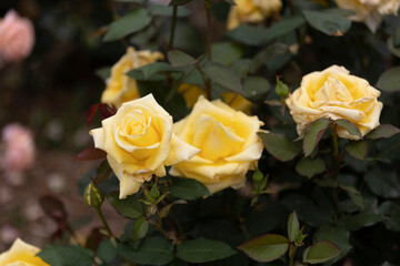 ヘルムット シュミット