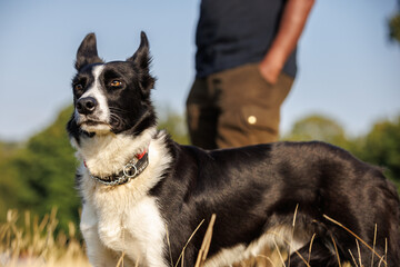 Border collie dog with owner in field, looking out