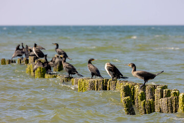 The great cormorant or black shag in its natural habitat, A group of seabirds on wooden pole at Dutch north sea coast, Phalacrocorax carbo is a widespread member of the cormorant family, Netherlands.