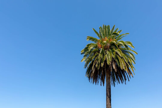 Long palm tree with blue clear sky, Palm is any member of the Arecaceae or Palmae, The single family of monocotyledonous flowering plants of the order Arecales, Nature background with free copy space.