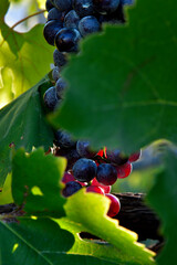 Pictures of Nebbiolo grapes in Valtellina, on the italian Alps - 531796498