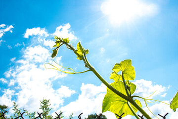 Closeup green grapevine twig with leaves on dramatic blue sky background with clouds, sun and...