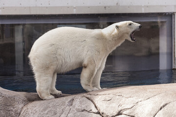 Gnarling Polar Bear on rock in zoo