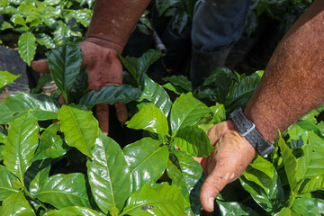 Farmer inspecting coffee crops leaves in the field closeup