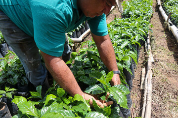 Farmer inspecting coffee crops in the field