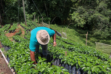 Farmer with a hat working and removing weeds from coffee crops in the field