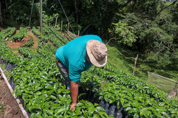 Farmer working with coffee crops in the field
