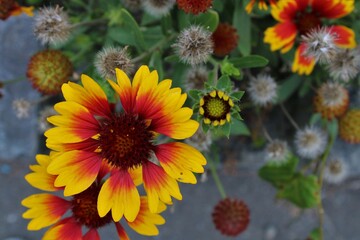 Gaillardia aristata Kobold also known as common blanket flower