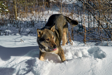Portrait of a young dog standing against a background of white snow.