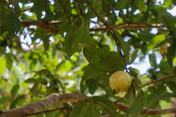Yellow guayaba on the tree
