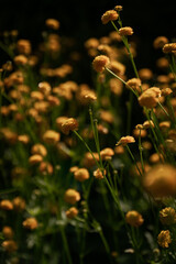 close up of blooming,yellow, tiny flowers in the summer time
