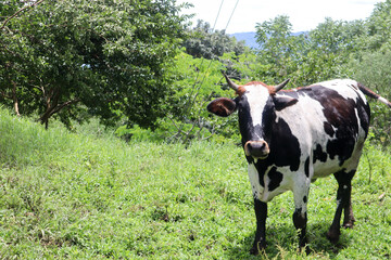 Curious cow looking at the camera