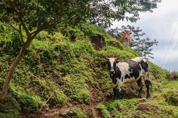 Curious cows looking at the camera