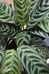 Calathea