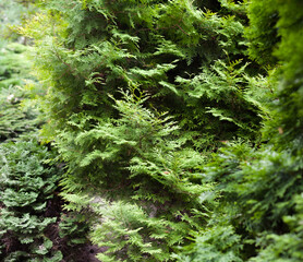 Evergreen coniferous branches