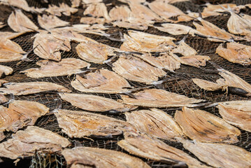 Fish drying near the pier, Livingston, Guatemala