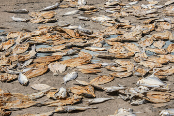 Fish drying near the pier, Livingston, Guatemala