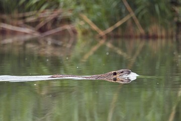 Beaver swimming in the water