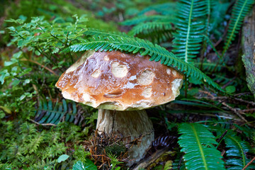 White mushrooms on the ground in the forest. Close up view. Selective focus. Beautiful boletus edulis mushroom in amazing green moss. Old  forest  with mushrooms.