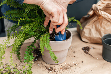 A young man transplants homemade flowers into pots. A gardener is watering a fern from a watering...