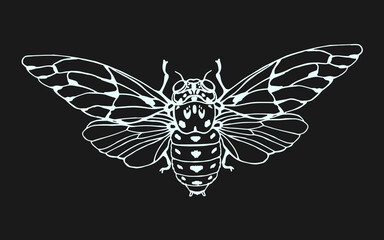 Cicada in doodle style. Hand drawn clip art. Chalk on the blackboard.