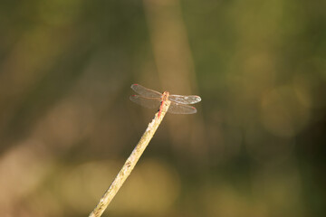 A dragonfly at the tip of a shrub, Selva del Circeo Natural Reserve, Circeo National Park, Italy
