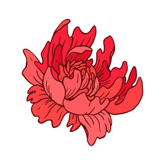 Fototapeta premium Peony flower hand drawn illustration. Isolated vector.