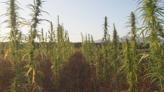 Rows of green plant crops on the field, growing hemp for CBD, seed or fiber, handheld shot.