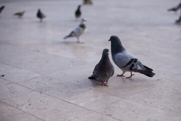 pigeons on the floor of a square in south america. Concept of animals.